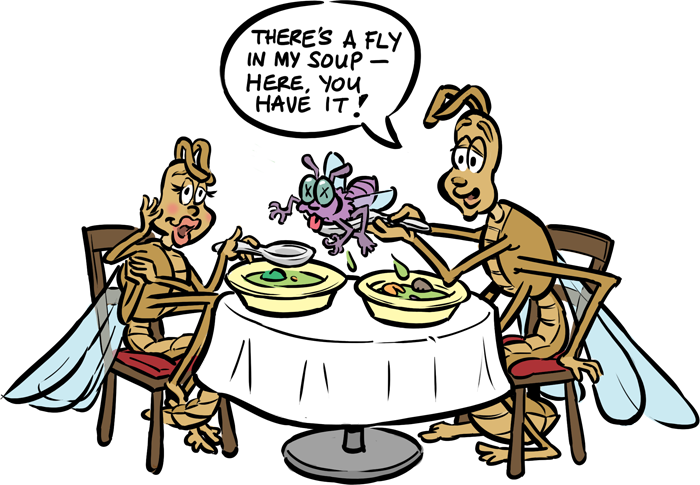 Male hanging fly at a restaurant gives fly from his soup as a nuptial gift to his girlfriend