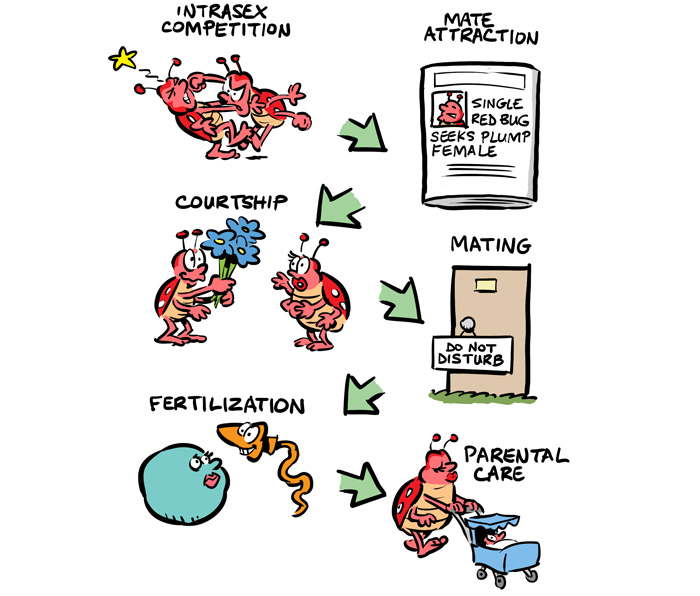 aplysis mating chain