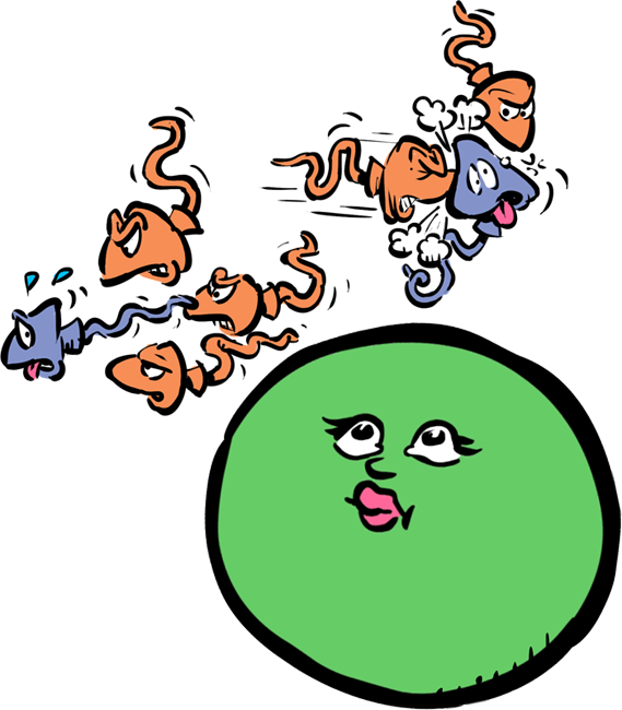 Male hanging fly at a restaurant gives fly from his soup as a nuptial gift to his girlfriend